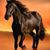 Luciano Calvanese's profile image