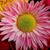 Lue Laplume Landry's profile image