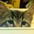 Julie Wagner Leonard's profile image