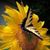 Helen Nan Evans's profile image