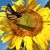 Sonja Hayes's profile image