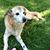 Sandi Emmerich Simpson's profile image