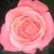 Diane Liebal's profile image