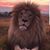 Diane Worm's profile image