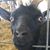 Alcie Milligan Patterson's profile image