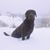 Dakota Stramka's profile image
