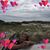 Annette Wolfe Nicholson's profile image