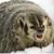 Jerre Johnson's profile image
