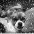 Bonnie DiBenedetto's profile image