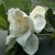 Karen Chasin's profile image