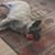Denise McEachern Gross's profile image