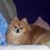 Vickie Ireson's profile image