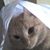 Grace Medici's profile image
