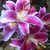 Tina Moore's profile image