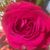 Tiffany Wesley Bontemps's profile image