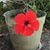 Raissa Neault Dingmann's profile image