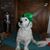 Pat Quinn Houle's profile image