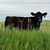 Ronald Buehler's profile image