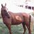 Larann Woodard Phipps's profile image