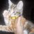 Caryn Price's profile image