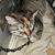 Joy Ellen Gowey's profile image