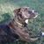 Josh Duggins's profile image