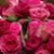 Marilyn Bernstein's profile image