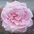 Averyl Re's profile image