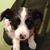 Talat Yildiz's profile image