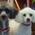 Diane F Kennelley's profile image