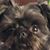 Susan Starkey Hill's profile image