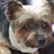 Diane Shapuras's profile image