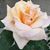 Janice Stiles Heinlein's profile image