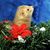 Danee DeVore's profile image