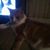 Cheryl Rocco's profile image
