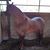 Felipe Sandoval's profile image