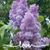 Jodi Smith Lingenfelter's profile image