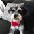 Milou Niko Powell's profile image