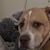Brad JulieLeasure Albertson's profile image
