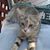 Phyllis Reaugh Woods's profile image