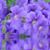 Lavender Fields's profile image