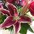Susan Turner Tombosky's profile image