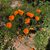Gretchen Vonk Fish's profile image