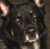 Doreen Longo's profile image