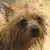 Denise Watts Voskamp's profile image