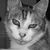 Wayne Semmel's profile image