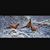 Dales Fish N Fun N Gun LLC's profile image