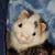 Carl Hobi's profile image