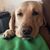 Sue Dimmitt's profile image