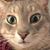 Stacy Borelli's profile image